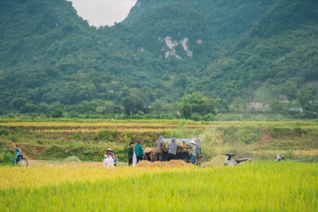 Nông dân thu hoạch lúa trên cánh đồng miền núi phía Bắc