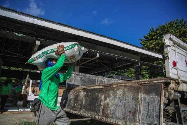 Công nhân vác bao phân urê lên thùng xe tải