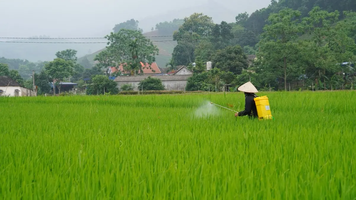 Nông dân đeo bình phun thuốc trên ruộng lúa xanh