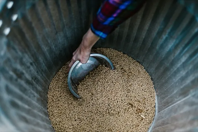 Xúc cám viên từ thùng tôn đựng thức ăn chăn nuôi